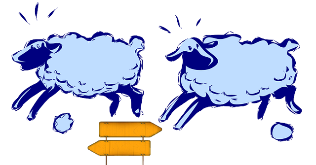 sheep