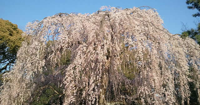 sakura