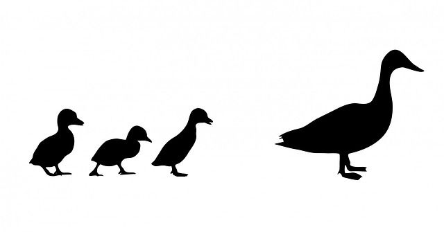 duck