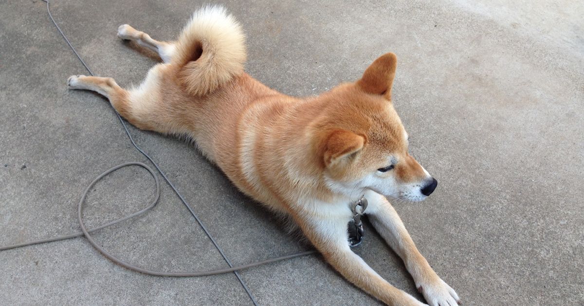 shiba