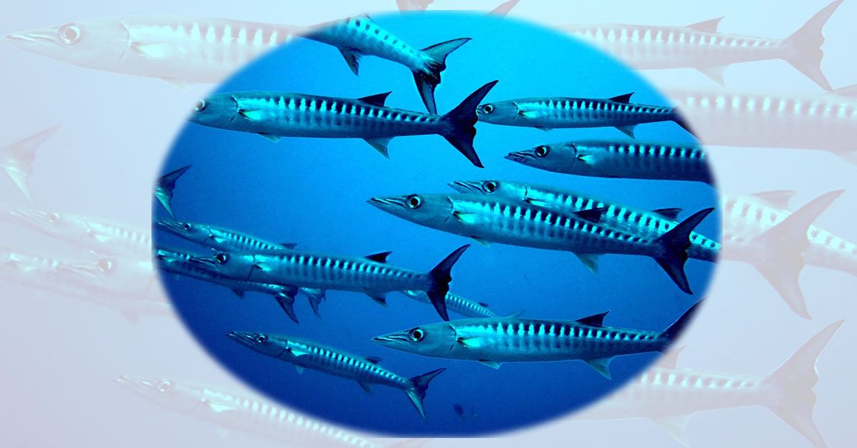 barracuda
