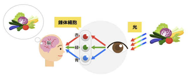 【図7】色の見える仕組み